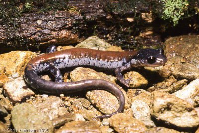Plethodon yonahlosseeYonahlossee Salamander