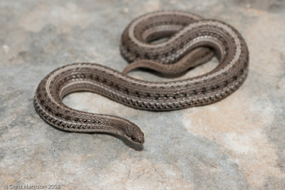 <i>Tropidoclonion lineatum</i><br>Lined Snake