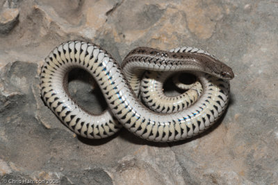 Tropidoclonion lineatumLined Snake