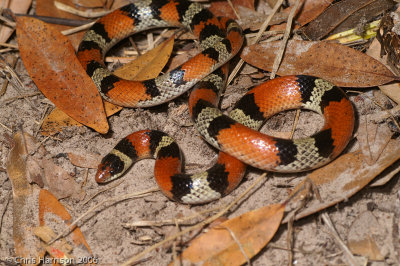 Cemophora coccinea lineriTexas Scarletsnake