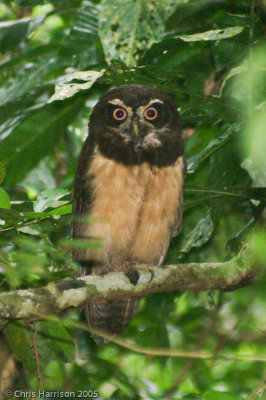 Spectacled OwlSoberania National Park, Panama