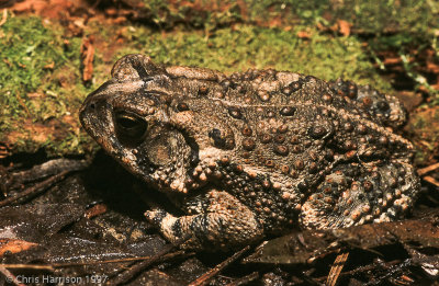 Anaxyrus fowleri (velatus)East Texas Toad