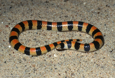 Chilomeniscus stramineusBanded Sandsnake
