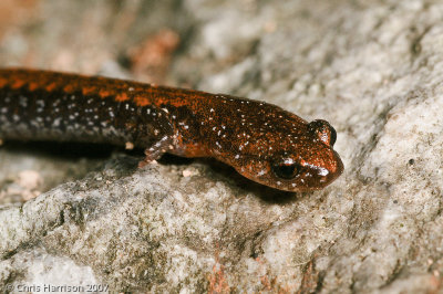Plethodon serratusSouthern Red-backed Salamander