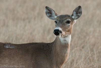 White-tailed DeerOdocoileus virginianus