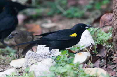 Yellow-shouldered Blackbird