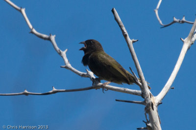 Black-faced Grassquit