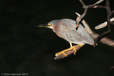 Green Heron