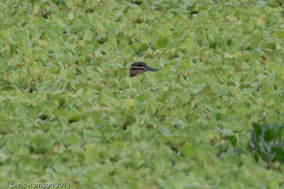 Masked Duck