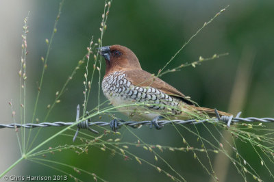 Nutmeg Mannikin