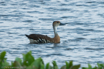 West Indian Whistling-Duck