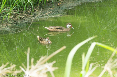 White-cheeked Pintail