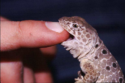 Collared and Leopard Lizards