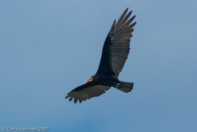 Lesser Yellow-headed Vulture