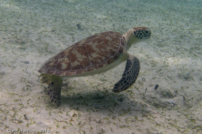 <i>Chelonia mydas</i><br>Green Sea Turtle
