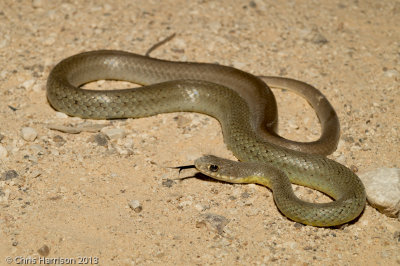 Coluber constrictor flaviventrisEastern Yellow-bellied Racer