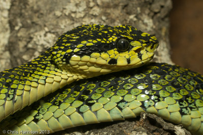 Bothriechis nigroviridis