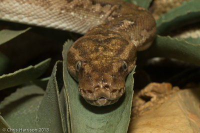 Python anchietaeAngolan Python