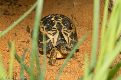 Pyxis arachnoidesMadagascan Spider Tortoise