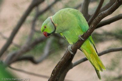 Rose-ringed Parakeet