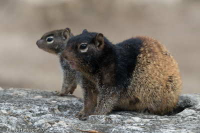 Rock SquirrelSpermophilus variegatus