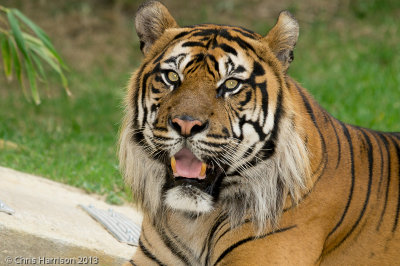 Sumatran TigerPanthera tigris sumatrana