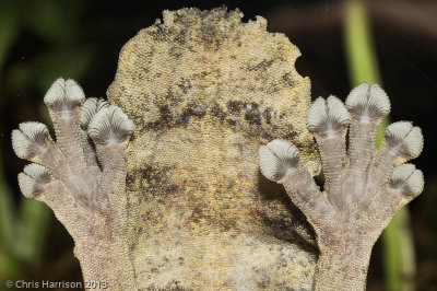 Uroplatus henckeliHenckel's Flat-tailed Gecko