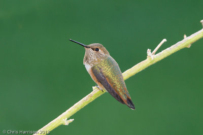 Rufous/Allen's Hummingbirdfemale