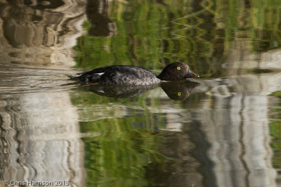 Barrow's Goldeneye