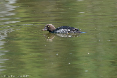 Barrow's Goldeneye