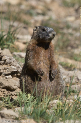 Yellow-bellied MarmotMarmota flaviventris