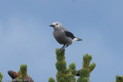 Clark's Nutcracker