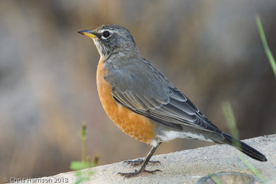 American Robin