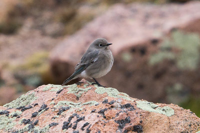 Mountain Bluebird