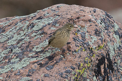 American Pipit