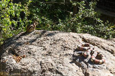 Golden-mantled Ground SquirrelCallospermophilus lateralis