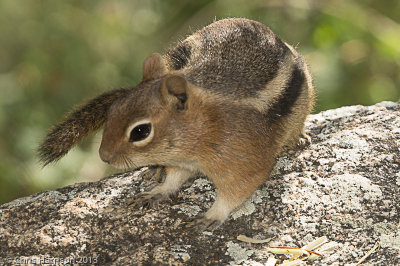 Golden-mantled Ground SquirrelCallospermophilus lateralis