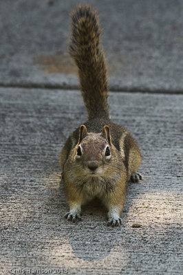 Golden-mantled Ground SquirrelCallospermophilus lateralis