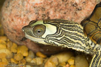 Graptemys nigrinodaBlack-knobbed Map Turtle
