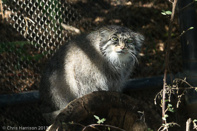 Pallas's CatOtocolobus manul