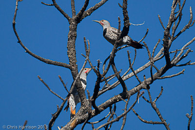 Northern (Red-shafted) Flicker