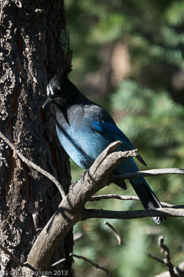 Steller's Jay