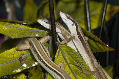 Takydromus sexlineatus