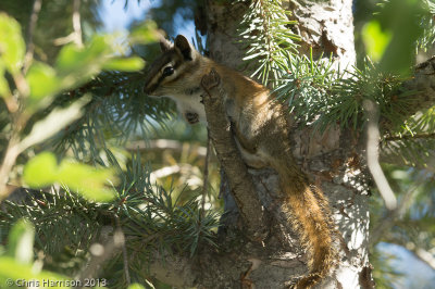 Colorado ChipmunkTamias quadrivittatus