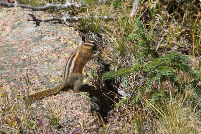 Colorado ChipmunkTamias quadrivittatus