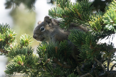 American Red SquirrelTamiasciurus hudsonicus