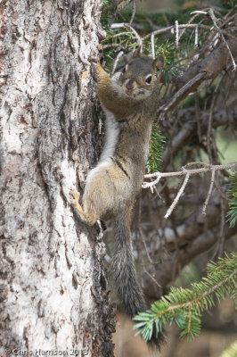 American Red SquirrelTamiasciurus hudsonicus