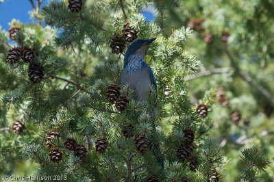 Western Scrub-Jay