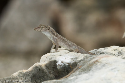 Anolis cookiPuerto Rican Pallid Anole