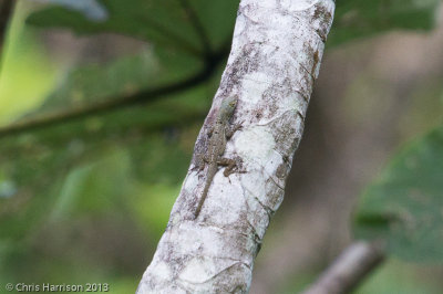 Anolis stratulusPuerto Rican Spotted Anole